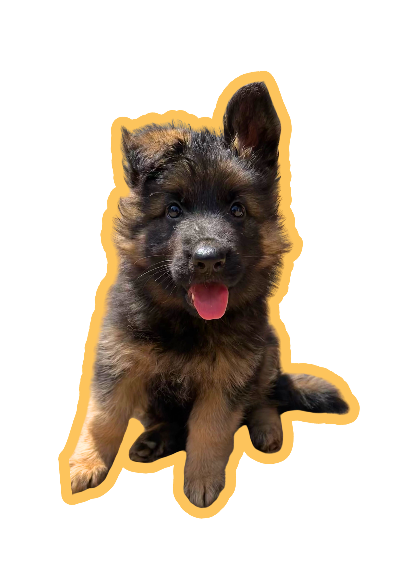 Bella, an Aviva German Shepherd puppy